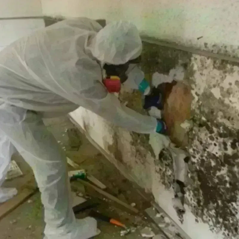 Mold Remediation and Removal in Benton City, WA